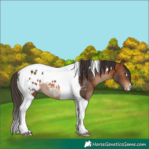 Horse Color:Bay Tobiano Blanket 