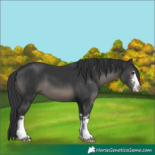 Horse Color:Black 