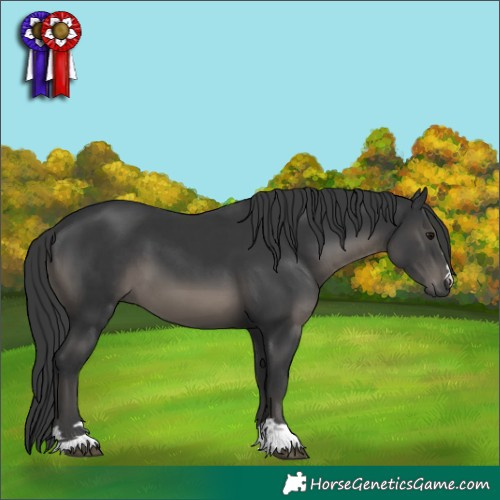 Horse Color:Black 