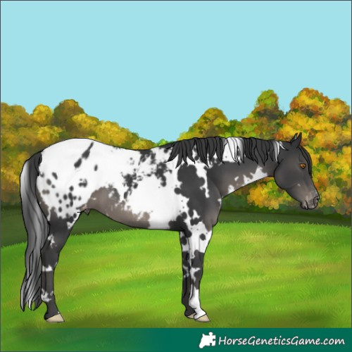 Horse Color:White Spotted Black Blanket 