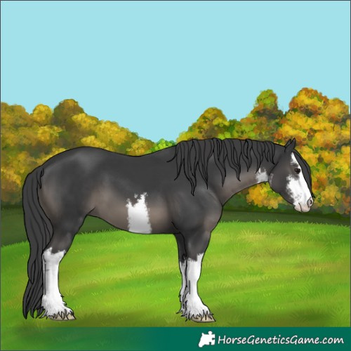 Horse Color:White Spotted Black 