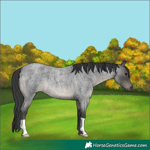 Horse Color:Blue Roan 