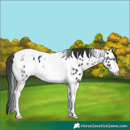 Horse Color:Black Tobiano Frame Near Leopard 