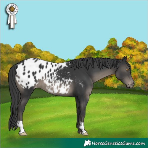 Horse Color:Black Appaloosa 