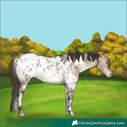 Horse Color:White Spotted Brown Dun Blanket 
