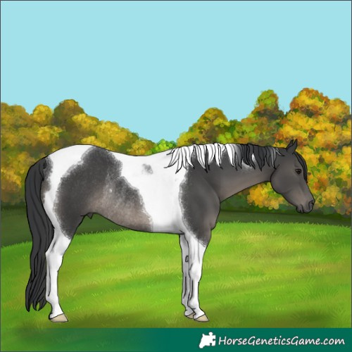 Horse Color:Black Tobiano Rabicano 