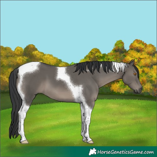 Horse Color:Grullo Tobiano 