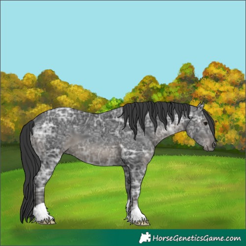 Horse Color:Black Ice 