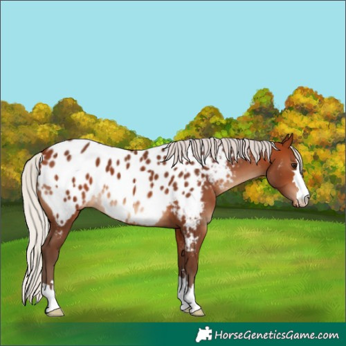 Horse Color:Silver Brown Appaloosa