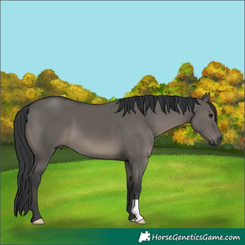Horse Color:Grullo 