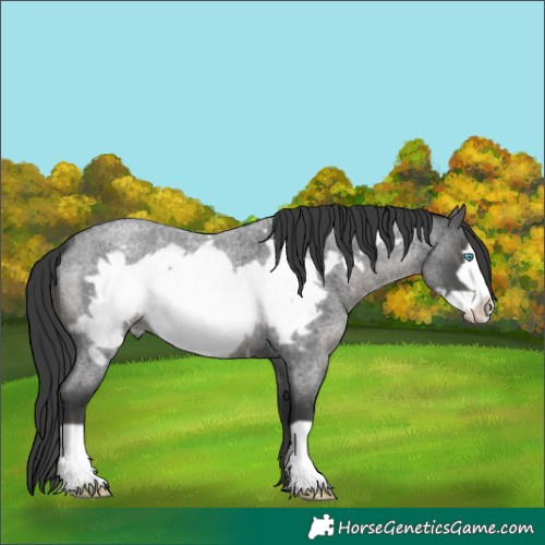 Horse Color:Blue Roan Frame 