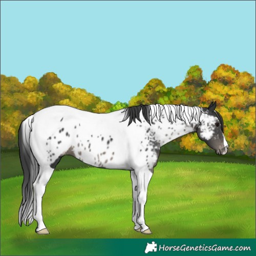 Horse Color:Black Tobiano Appaloosa 