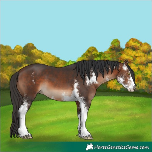 Horse Color:Brown Sabino 