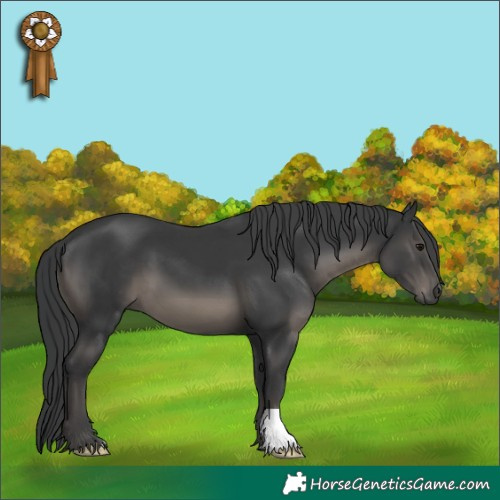 Horse Color:Black 