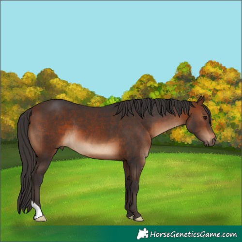 Horse Color:Brown 