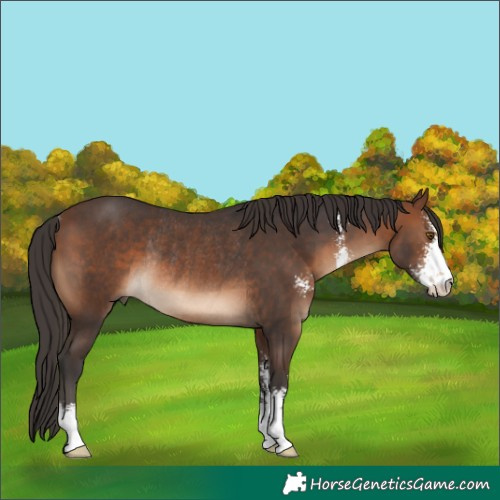 Horse Color:Brown Sabino Rabicano