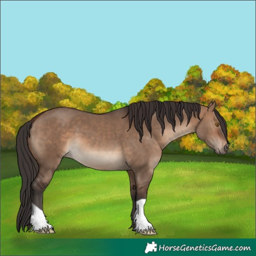 Horse Color:Brown Dun 