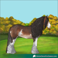Horse Color:Brown Sabino