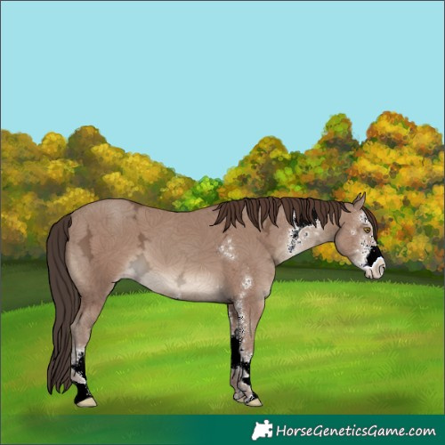 Horse Color:Classic Champagne Ice Sabino 