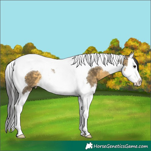 Horse Color:Buckskin Dun Splash Tobiano