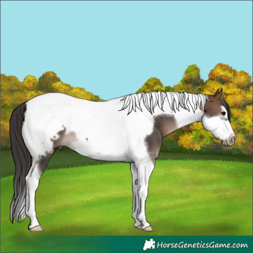 Horse Color:Bay Tobiano Frame