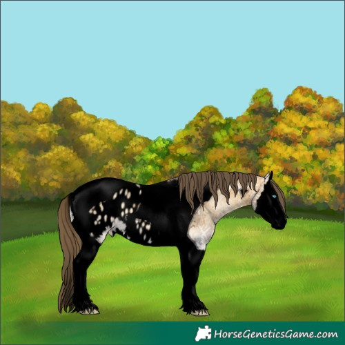 Horse Color:Void White Spotted Buckskin Ice Onyx Splash Tobiano Appaloosa 