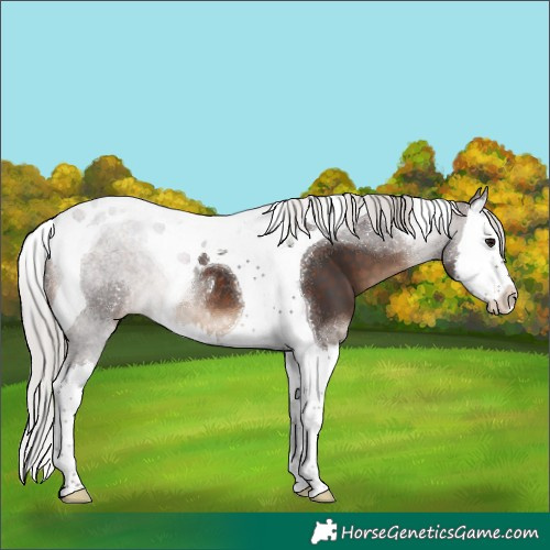 Horse Color:Silver Brown Splash Tobiano 