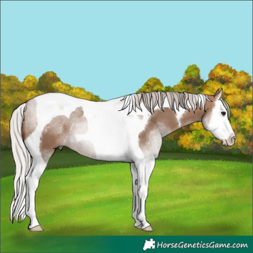 Horse Color:Silver Brown Dun Splash Tobiano 