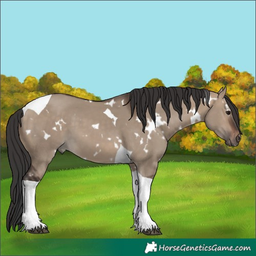 Horse Color:White Spotted Brown Dun Tobiano 