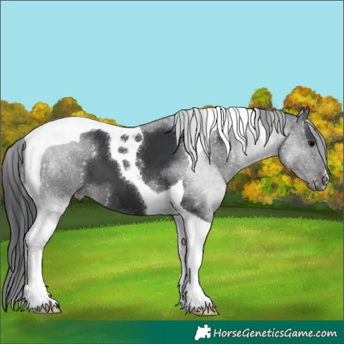 Horse Color:Black Tobiano