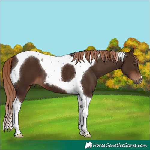 Horse Color:Liver Chestnut Tobiano 