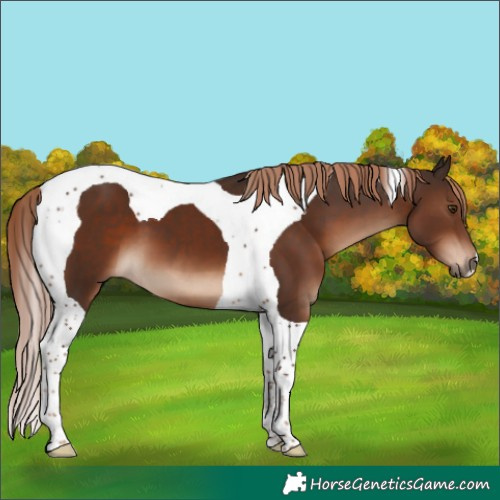 Horse Color:Liver Chestnut Tobiano 