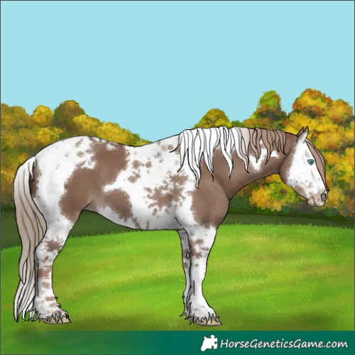 Horse Color:Liver Red Dun Splash Tobiano 