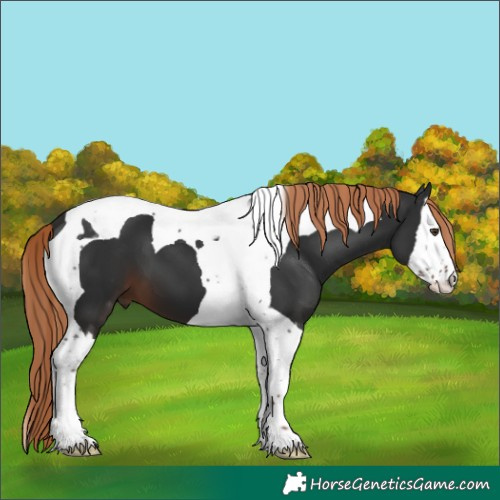 Horse Color:Liver Chestnut Splash Tobiano 