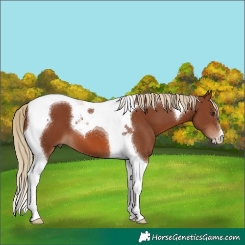 Horse Color:Chestnut Tobiano 