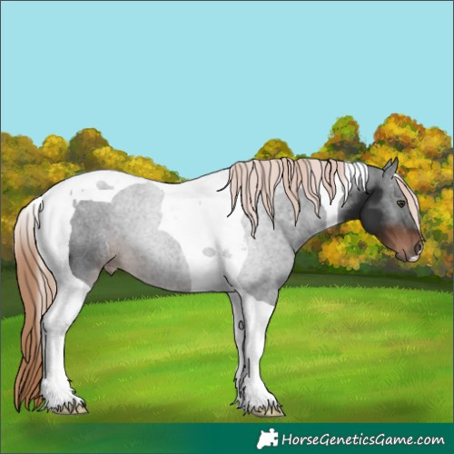 Horse Color:Liver Chestnut Tobiano