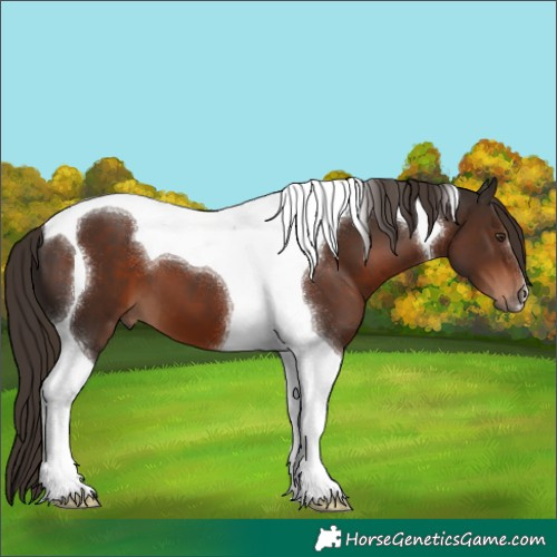 Horse Color:Liver Chestnut Tobiano