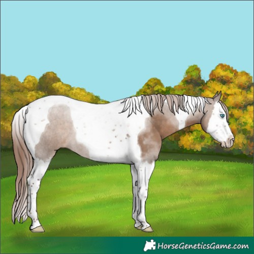 Horse Color:Liver Red Dun Splash Tobiano Rabicano