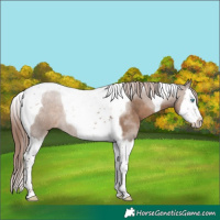Horse Color:Liver Red Dun Splash Tobiano Rabicano 