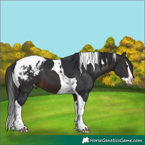 Horse Color:Brown Splash Tobiano Appaloosa 