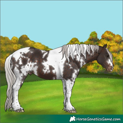 Horse Color:White Spotted Silver Brown Tobiano Appaloosa