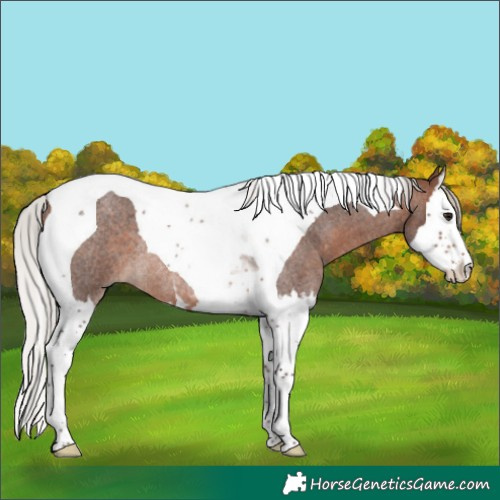 Horse Color:Silver Brown Roan Splash Tobiano Rabicano 