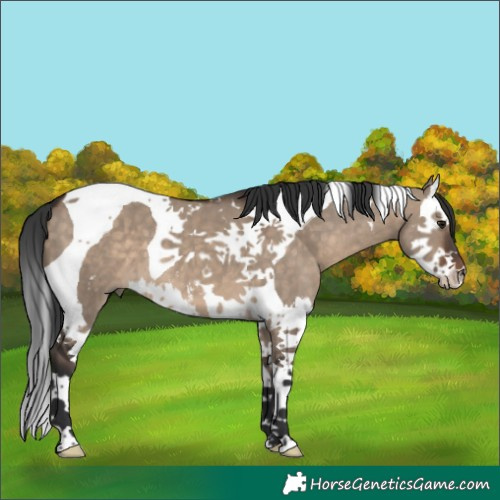 Horse Color:Brown Dun Sabino Splash Tobiano