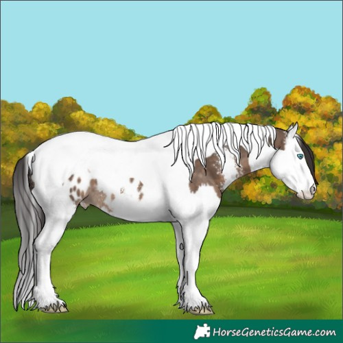 Horse Color:Brown Dun Sabino Splash Tobiano Blanket 