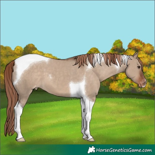 Horse Color:Liver Red Dun Tobiano Appaloosa 