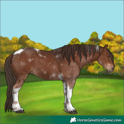 Horse Color:Liver Chestnut Tobiano 