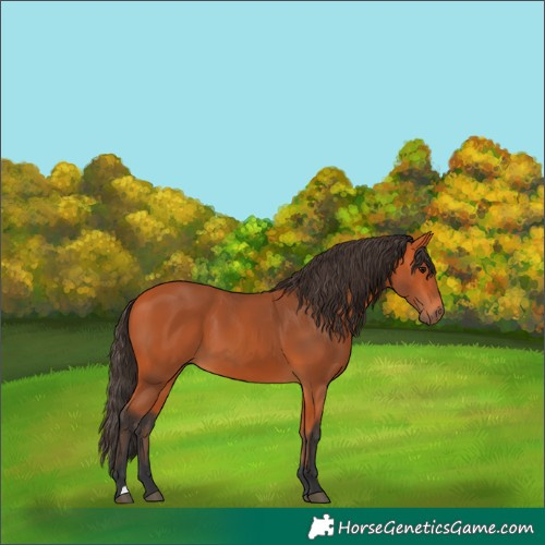 Horse Color:Bay 