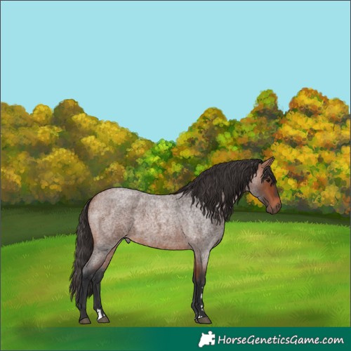 Horse Color:Bay Roan