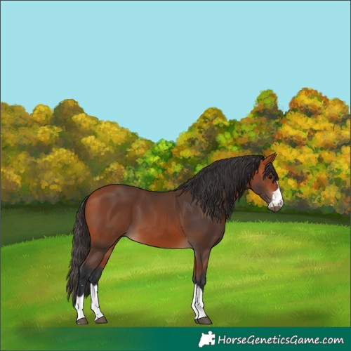 Horse Color:Bay 