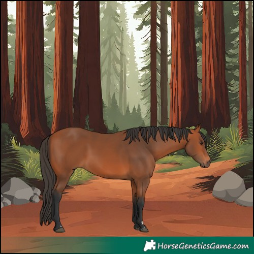 Horse Color:Bay 